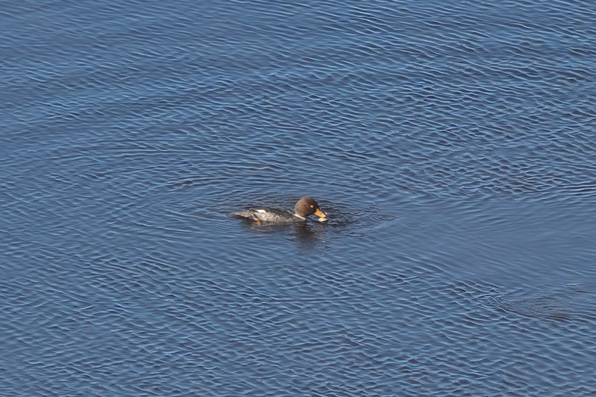 Barrow's Goldeneye - ML512896291