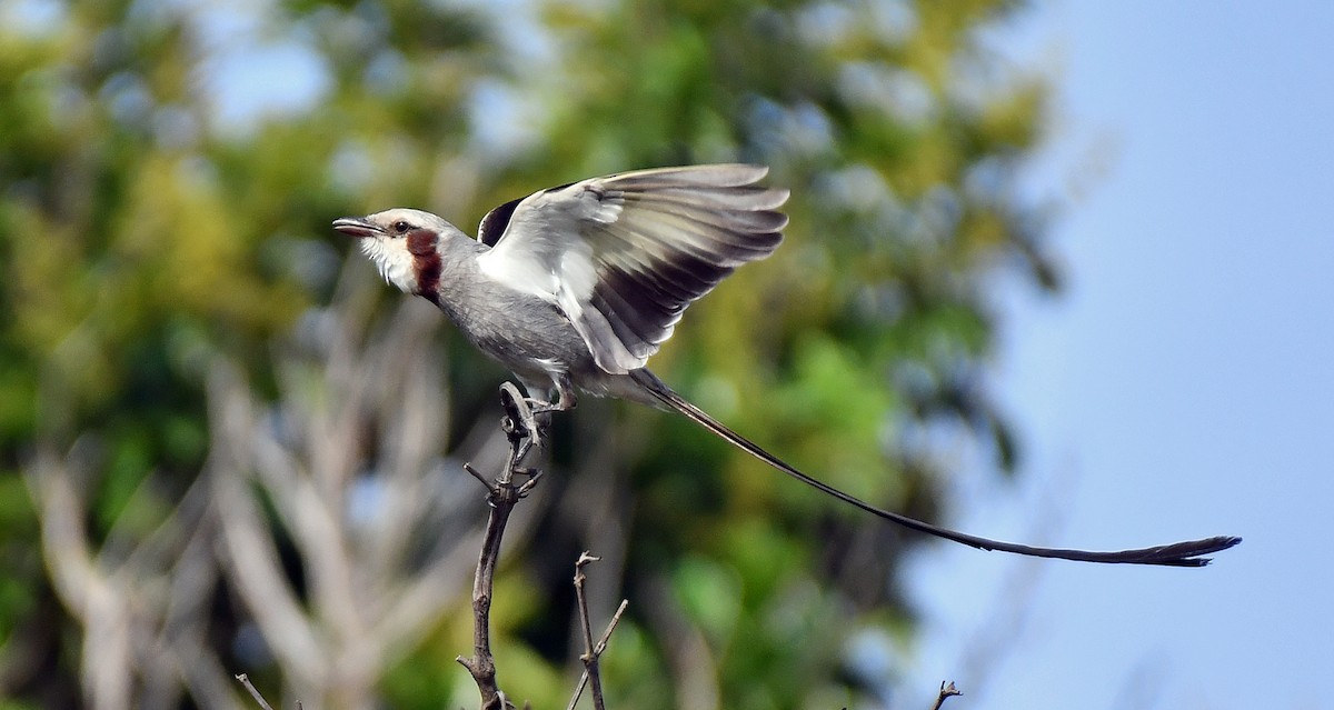 Streamer-tailed Tyrant - ML512896421