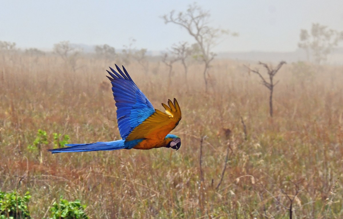 Blue-and-yellow Macaw - ML512897581