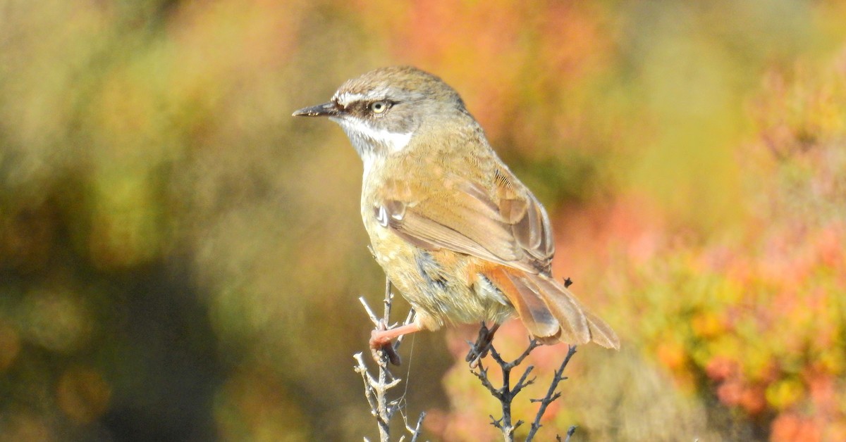 White-browed Scrubwren - Rosemary Paul