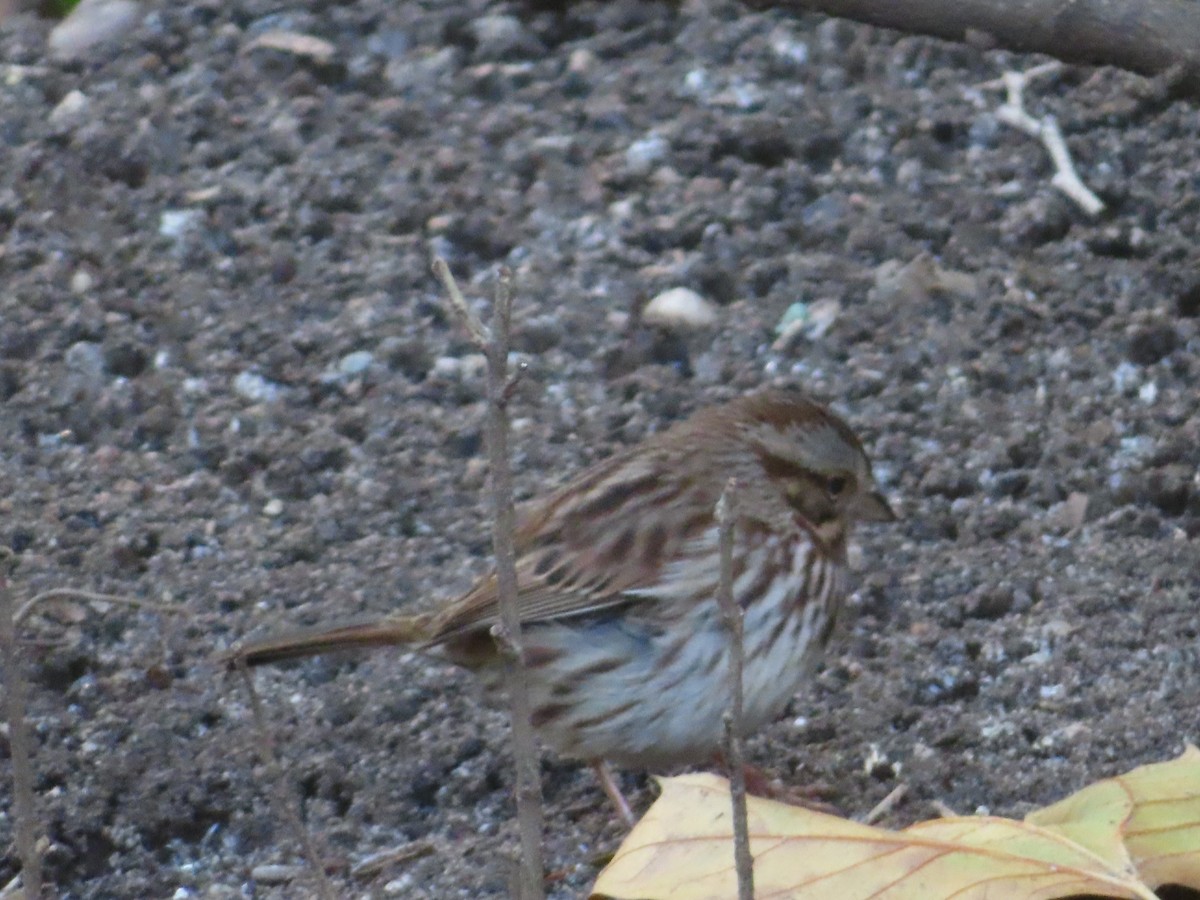 Song Sparrow - ML512898711