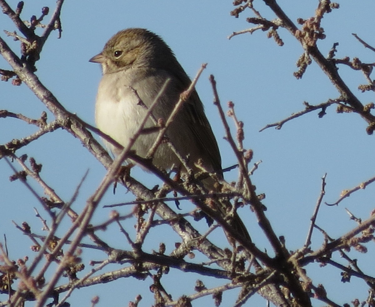 Brewer's Sparrow - ML512898961