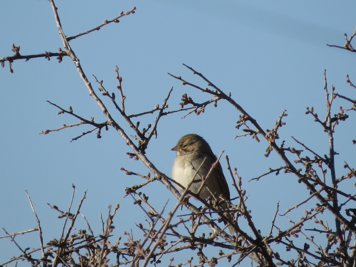 Brewer's Sparrow - ML512899381