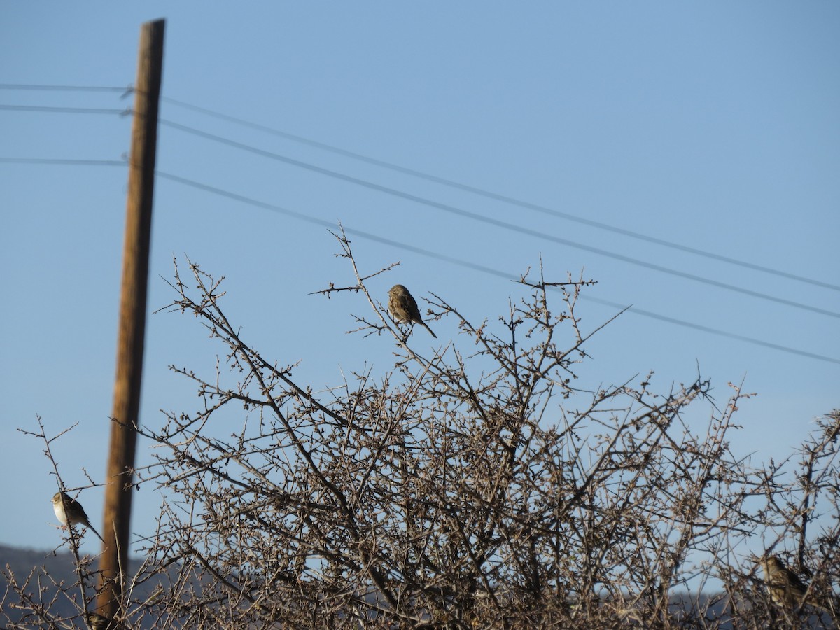Brewer's Sparrow - ML512899391