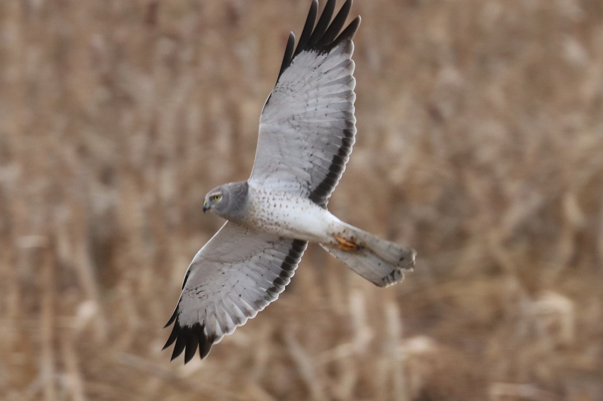 Northern Harrier - terrance carr