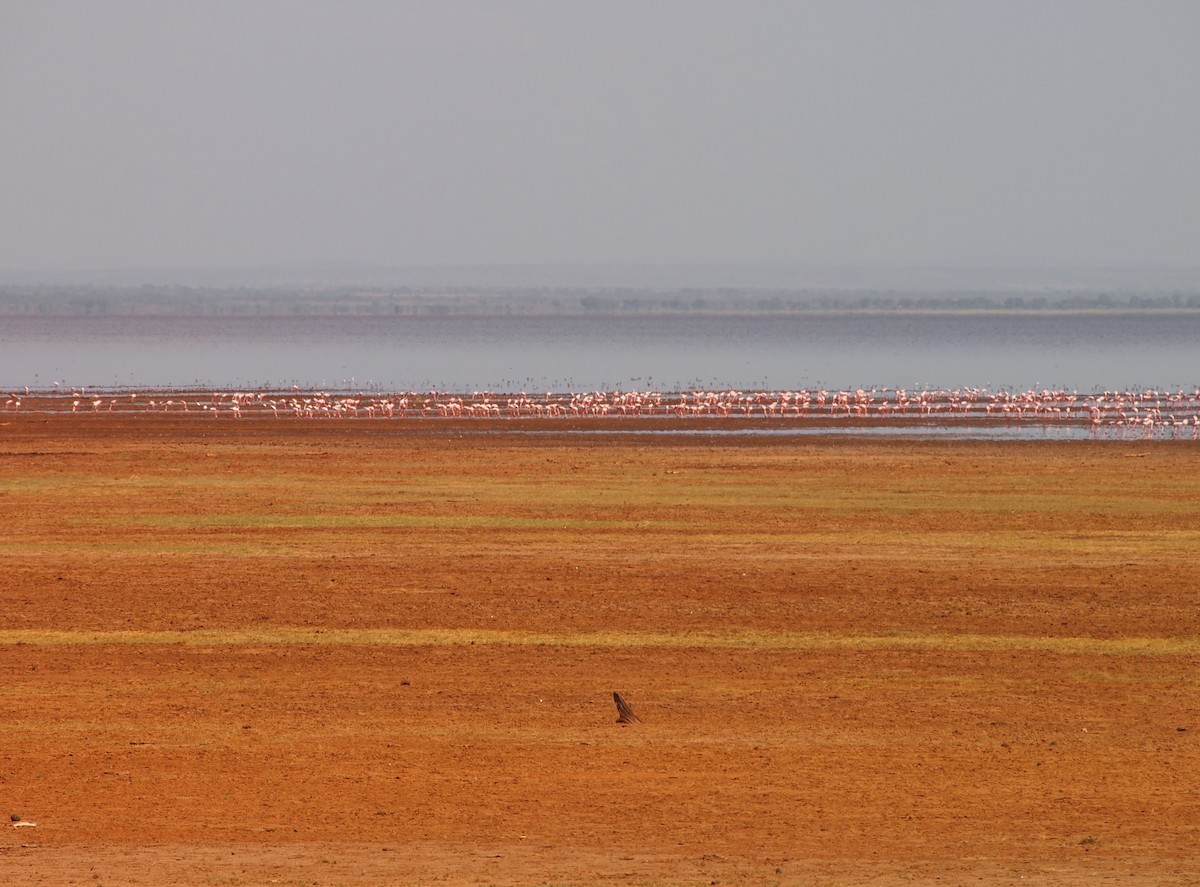 ub. flamingo (Phoenicopteridae sp.) - ML512900761