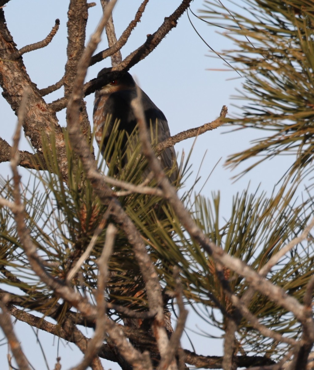 Sharp-shinned Hawk (Northern) - David Cunningham