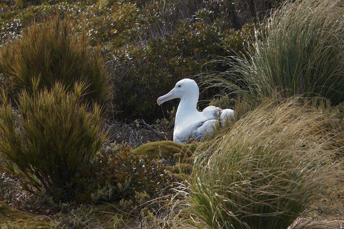 Southern Royal Albatross - ML51290211