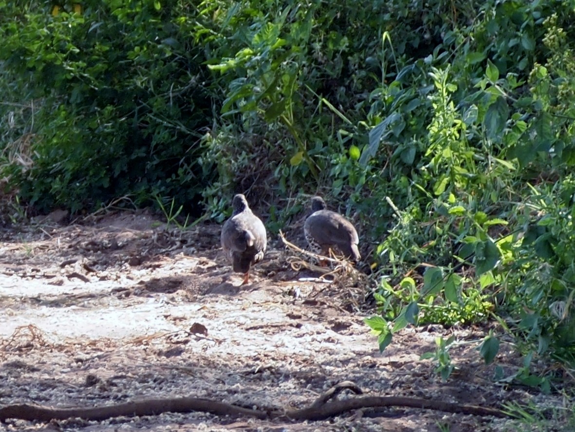 Francolin de Hildebrandt - ML512902331