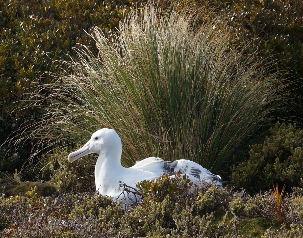 albatros královský - ML51290271