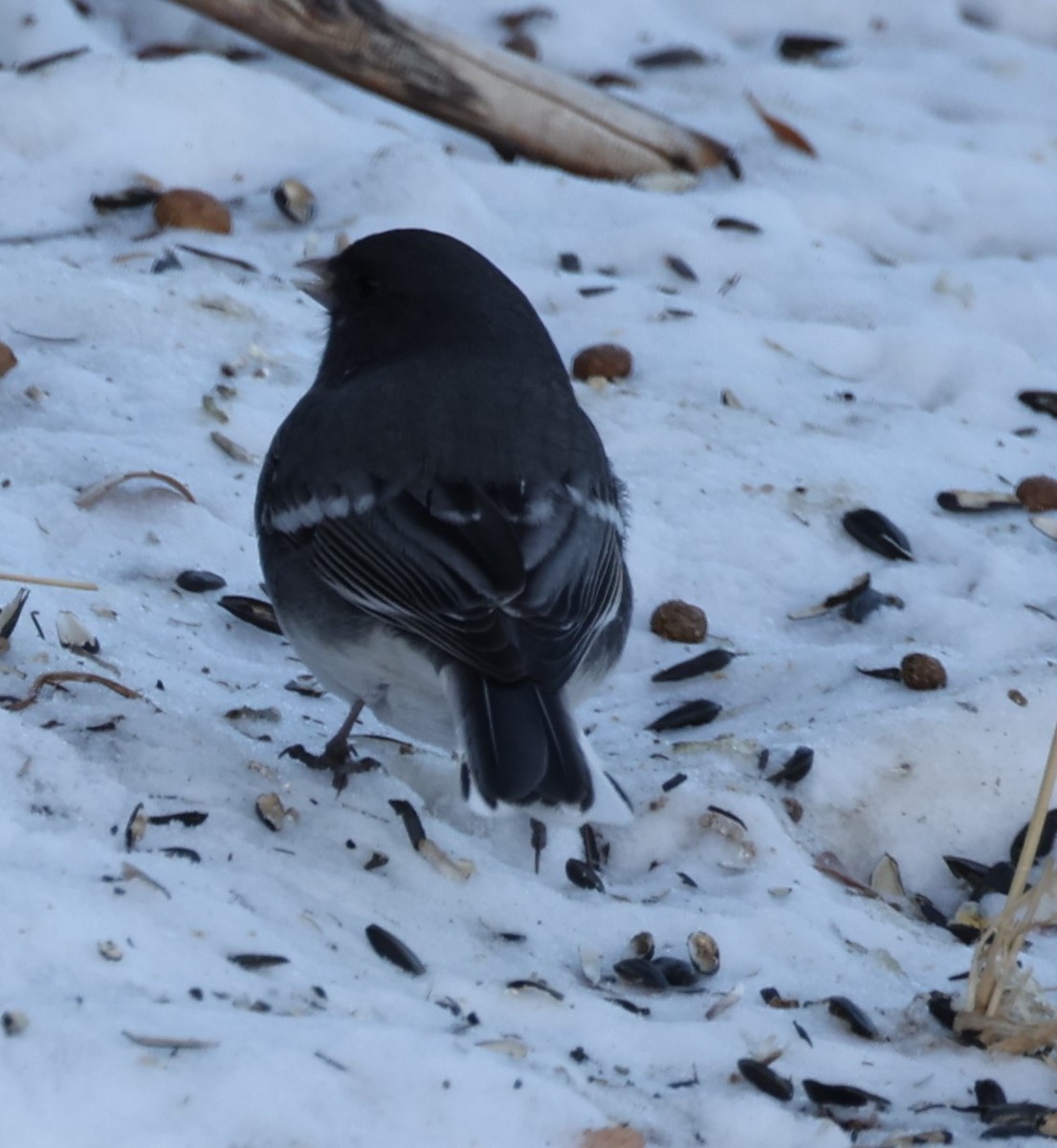 Junco Ojioscuro (aikeni) - ML512902741