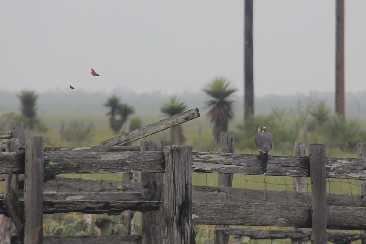 Aplomado Falcon - Josh Lefever