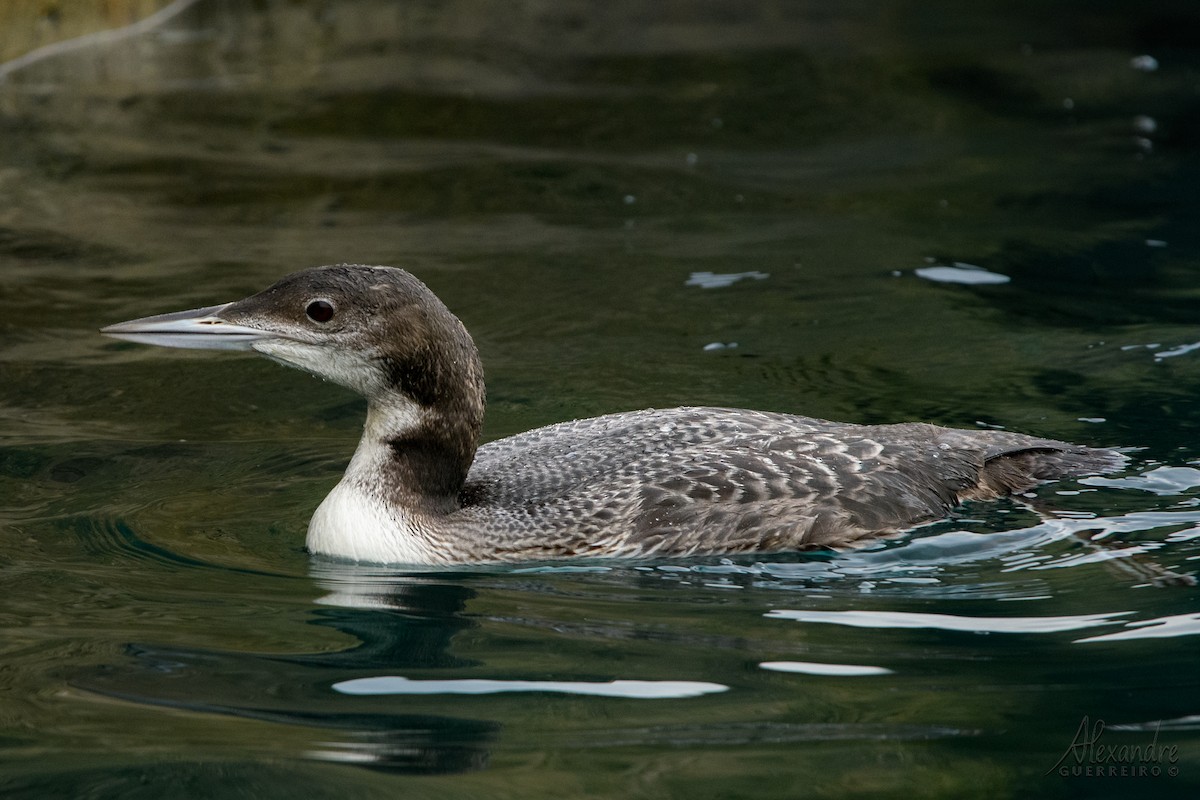 Common Loon - Alexandre Guerreiro