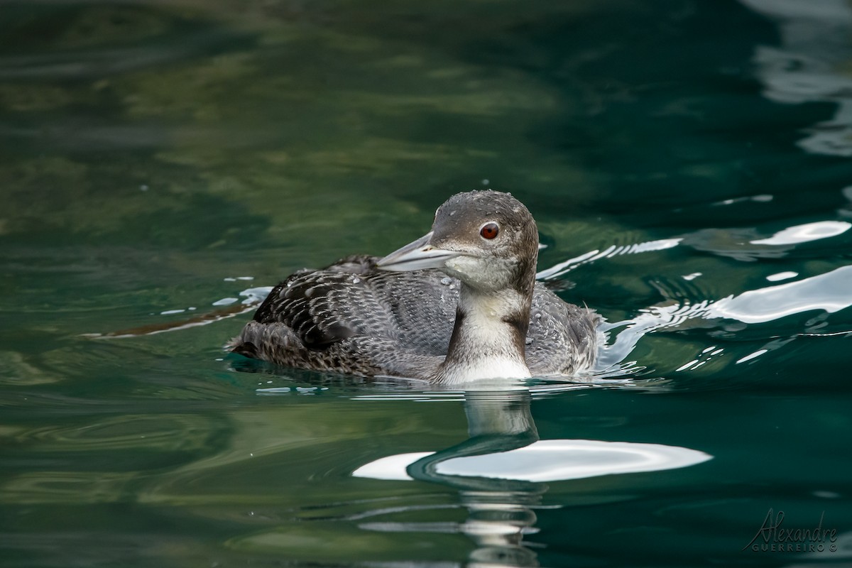 Common Loon - Alexandre Guerreiro