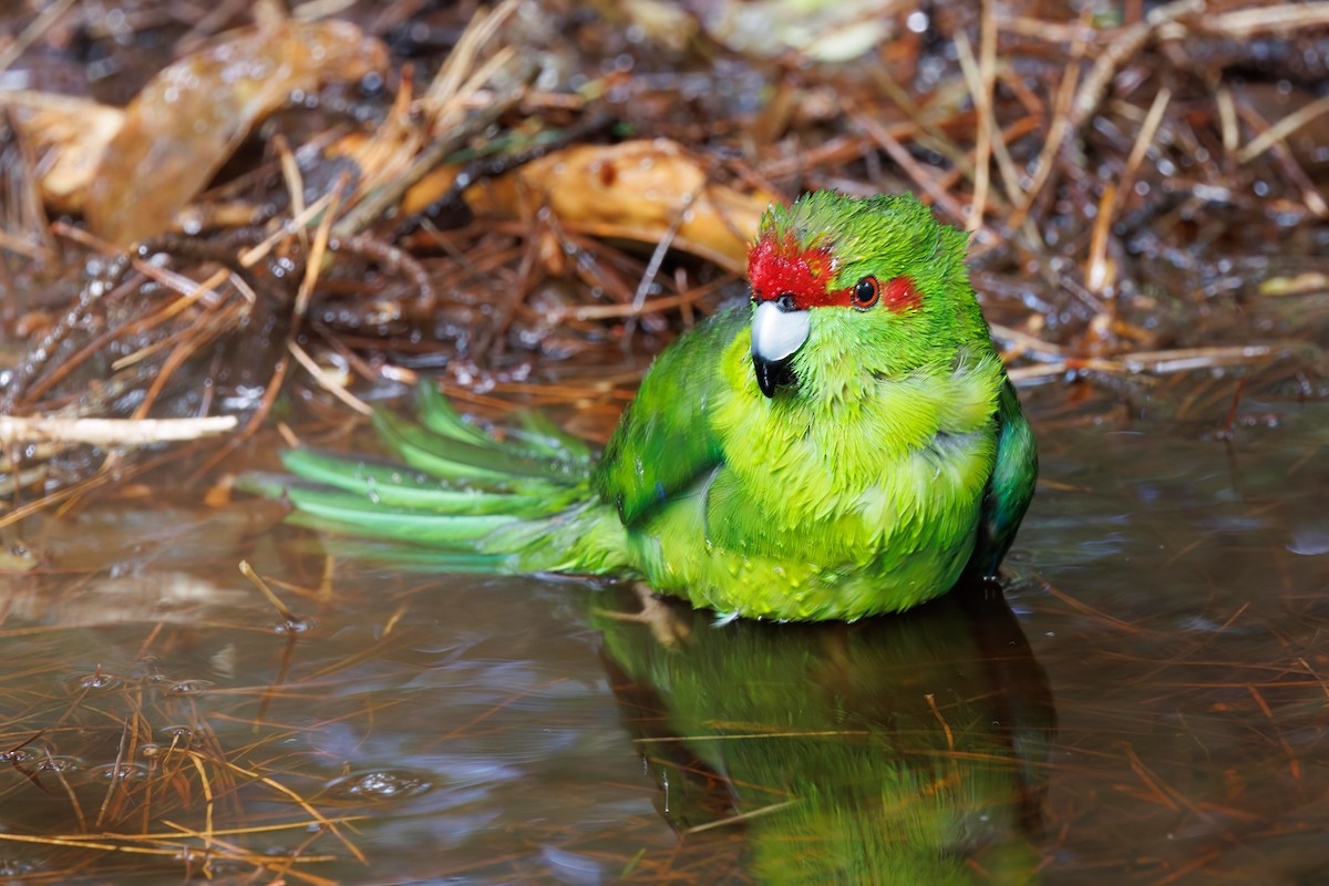 Red-crowned Parakeet - Robert Lewis