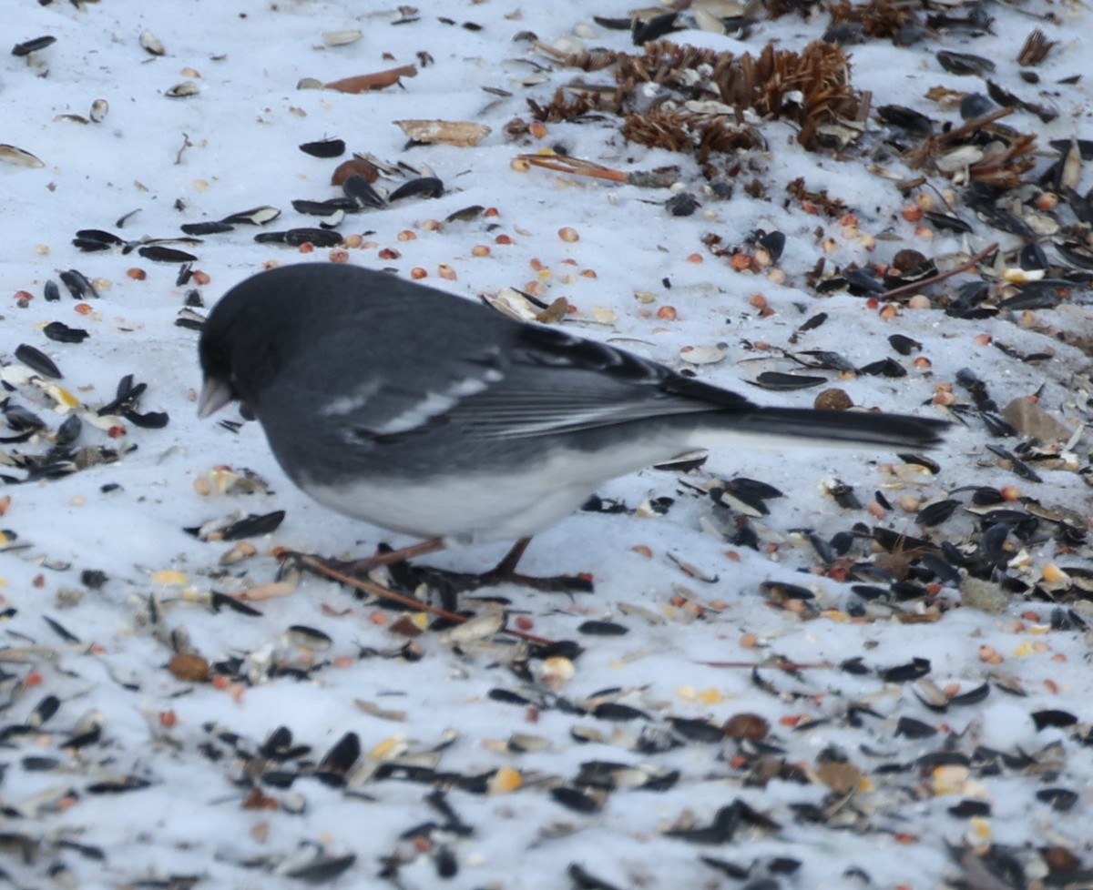 Junco Ojioscuro (aikeni) - ML512903961