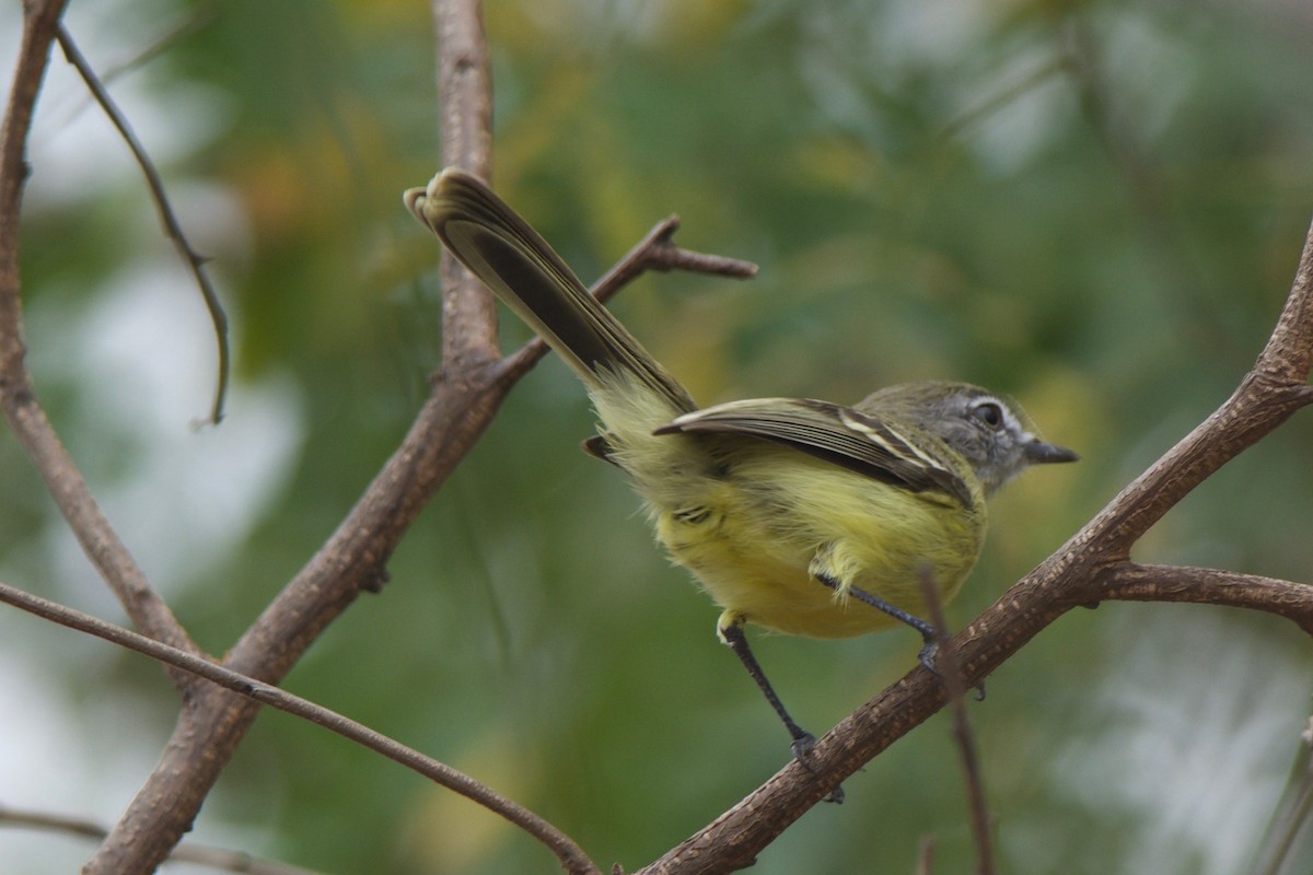 Pale-tipped Tyrannulet - ML51290561