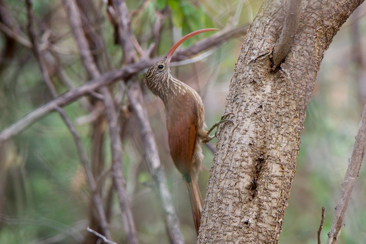 Red-billed Scythebill - Cory Gregory