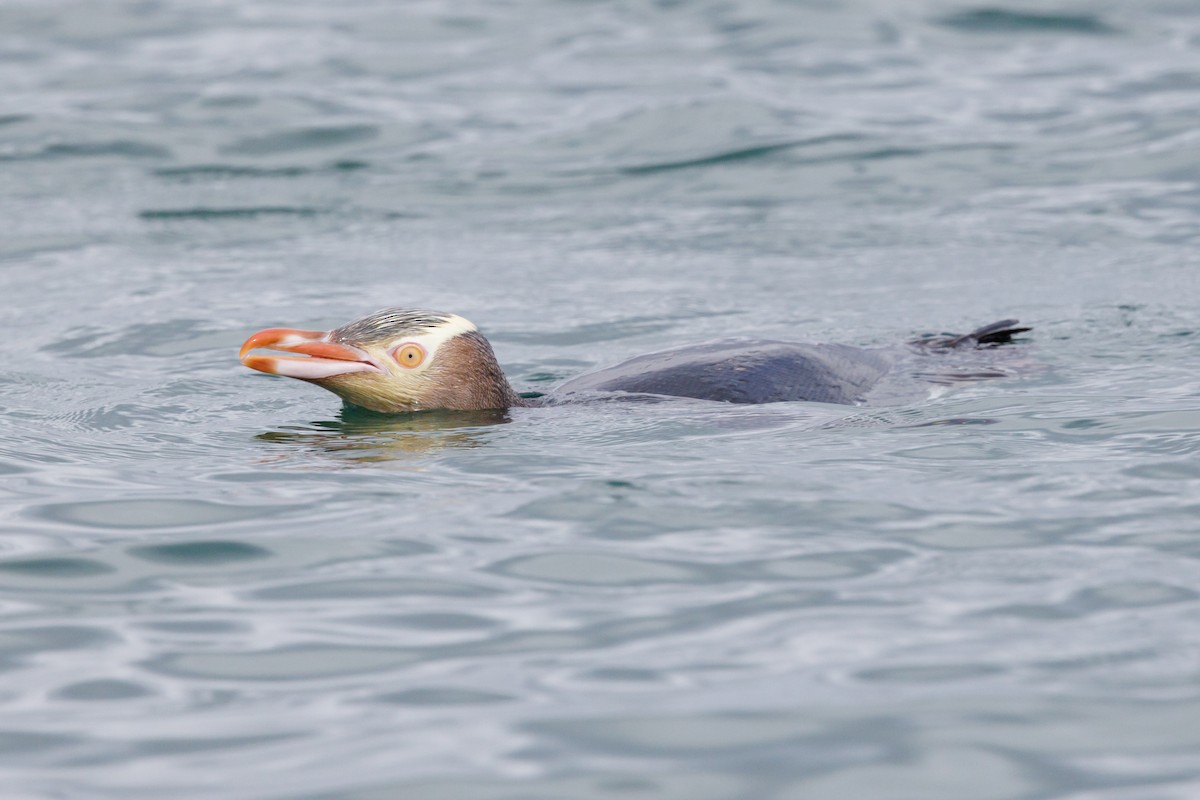 Yellow-eyed Penguin - ML512907741