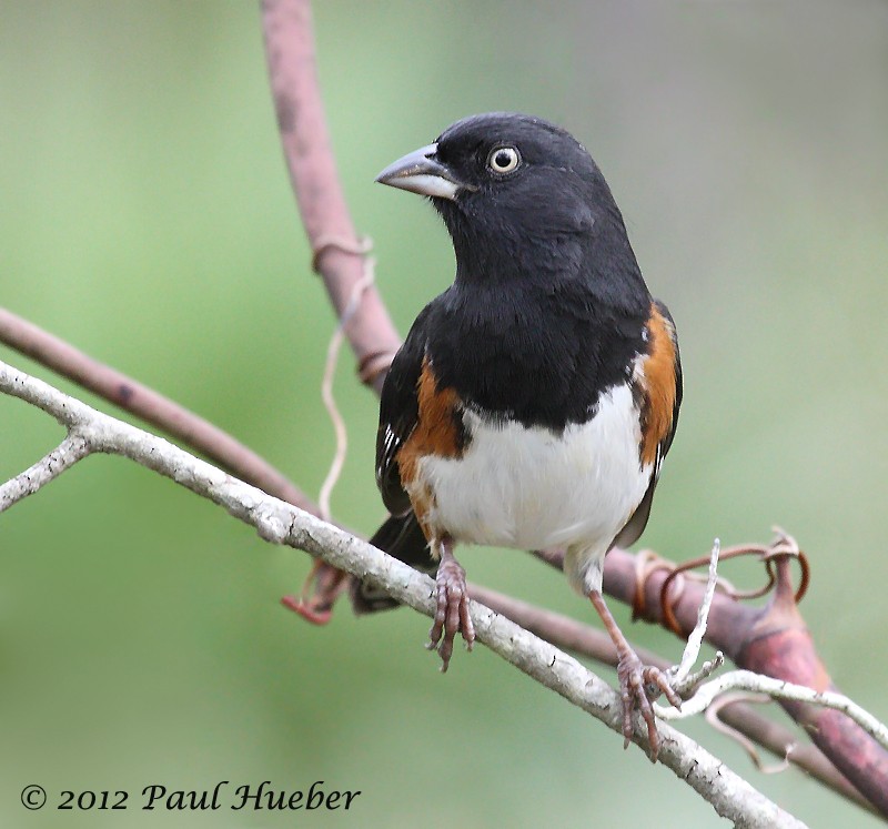 Eastern Towhee (White-eyed) - ML51290821