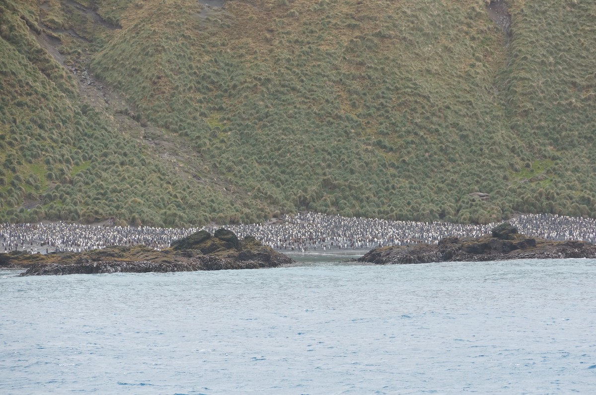 tučňák patagonský - ML51290851