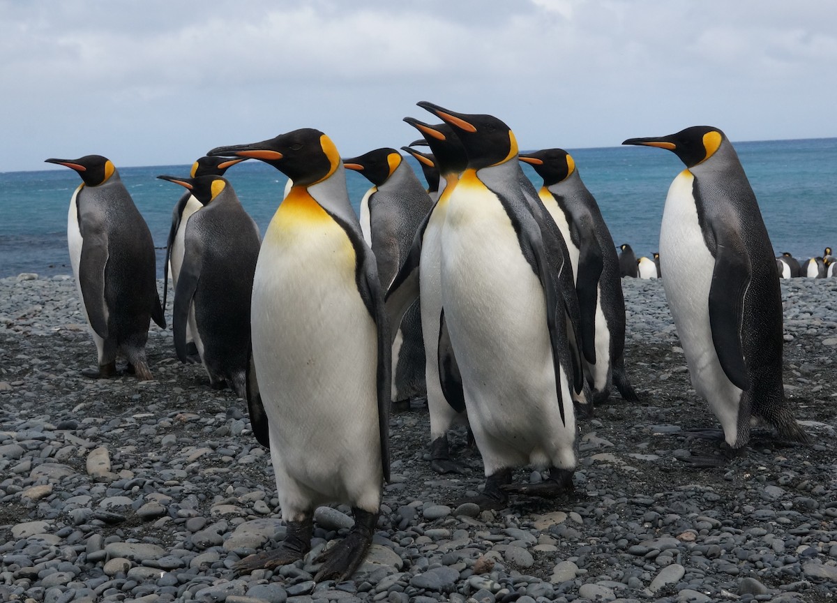 tučňák patagonský - ML51290871