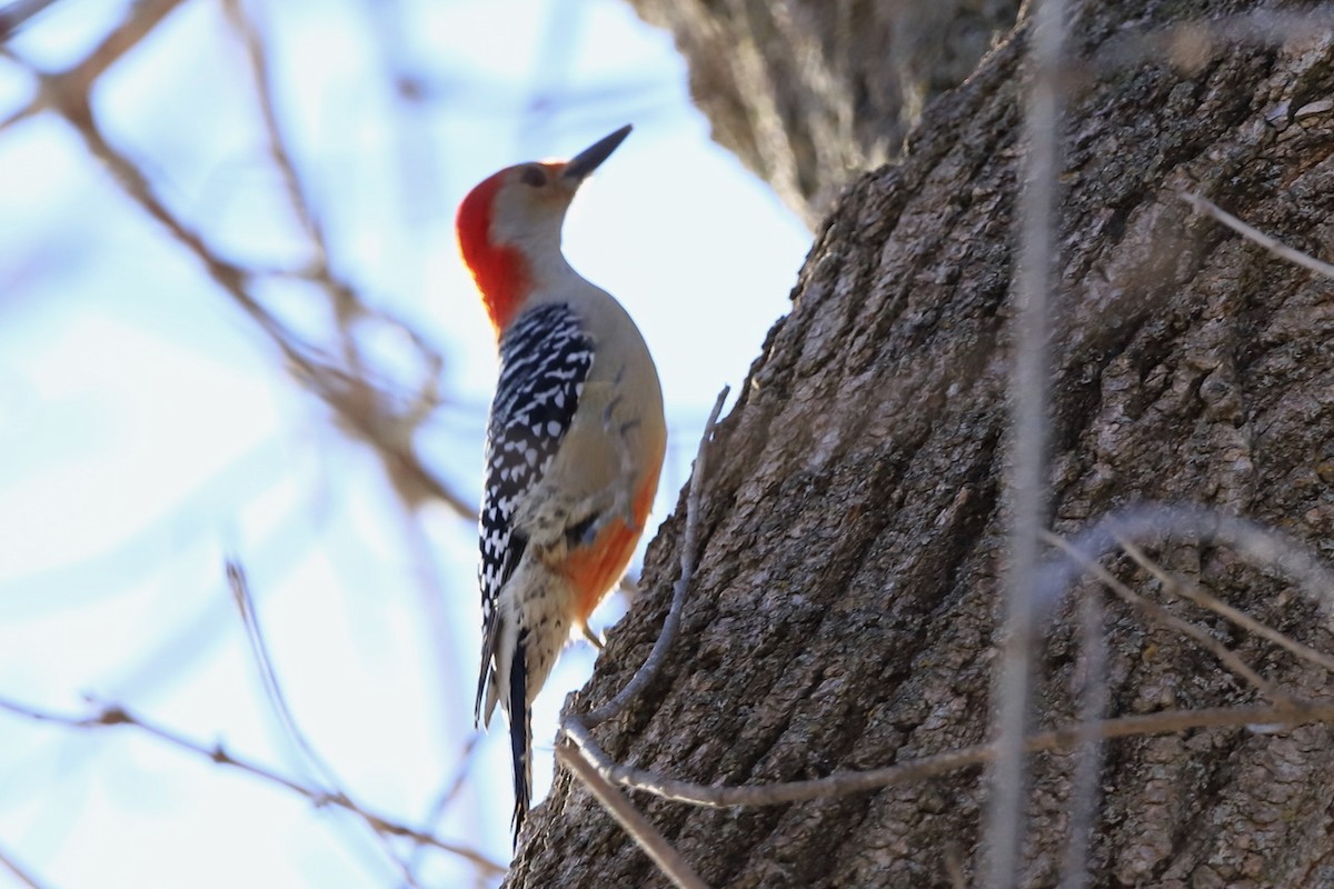 Red-bellied Woodpecker - ML512909461