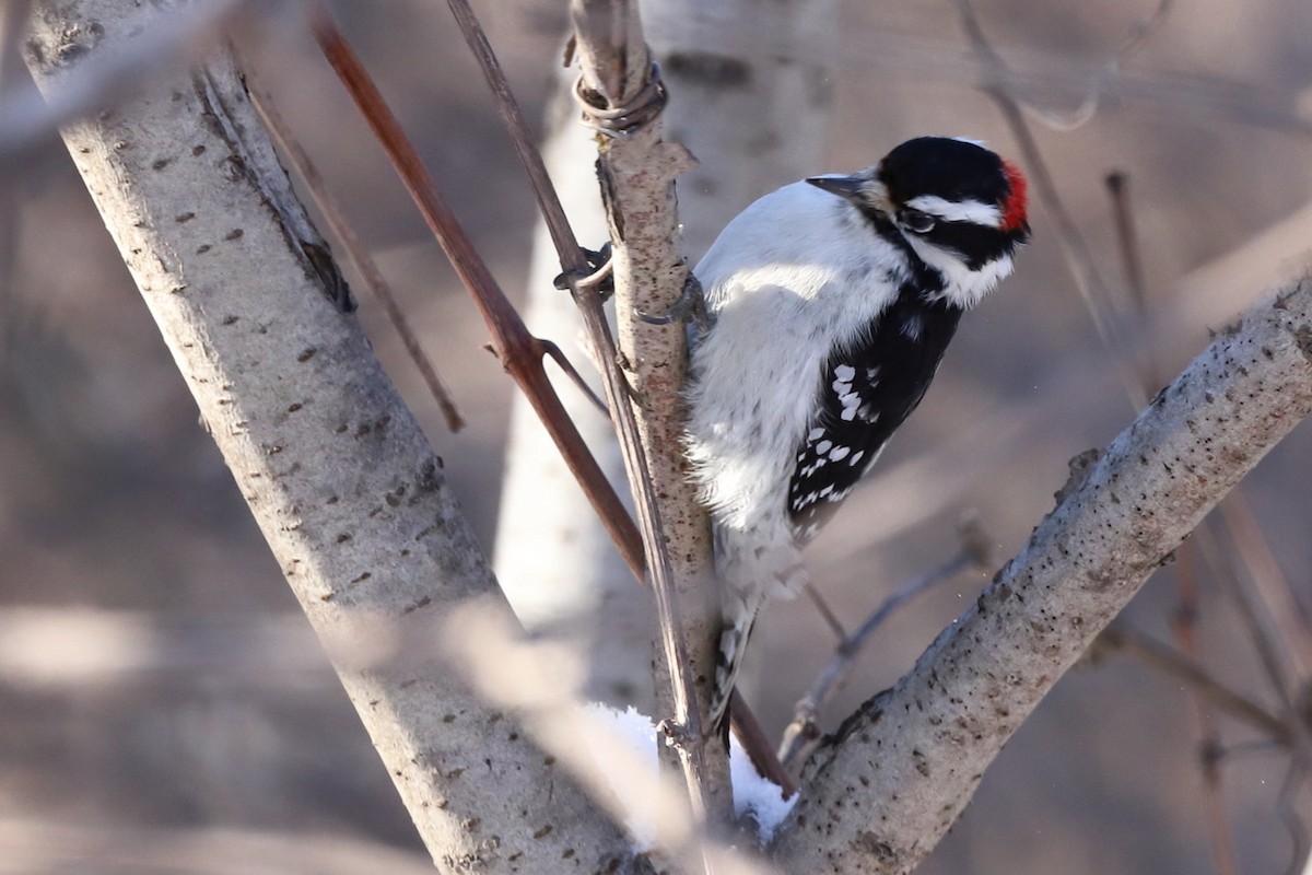 Downy Woodpecker - ML512909581