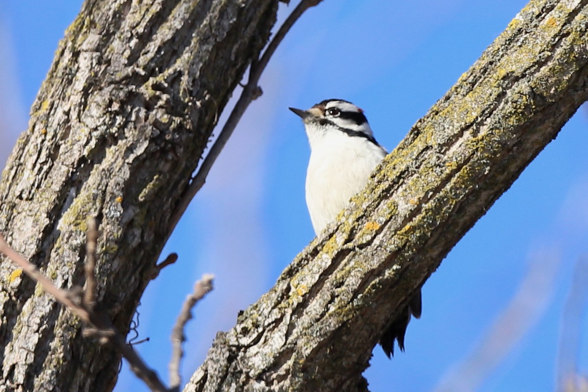 Downy Woodpecker - ML512909591