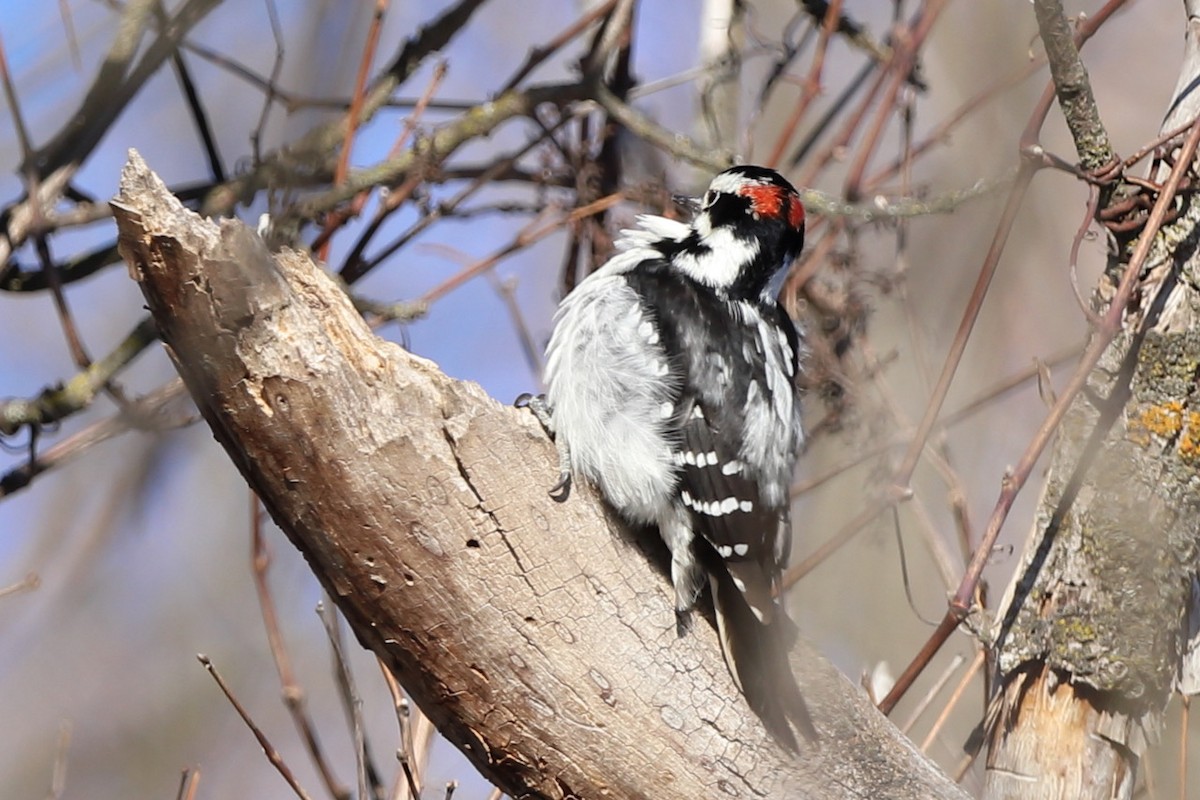 Downy Woodpecker - ML512909601