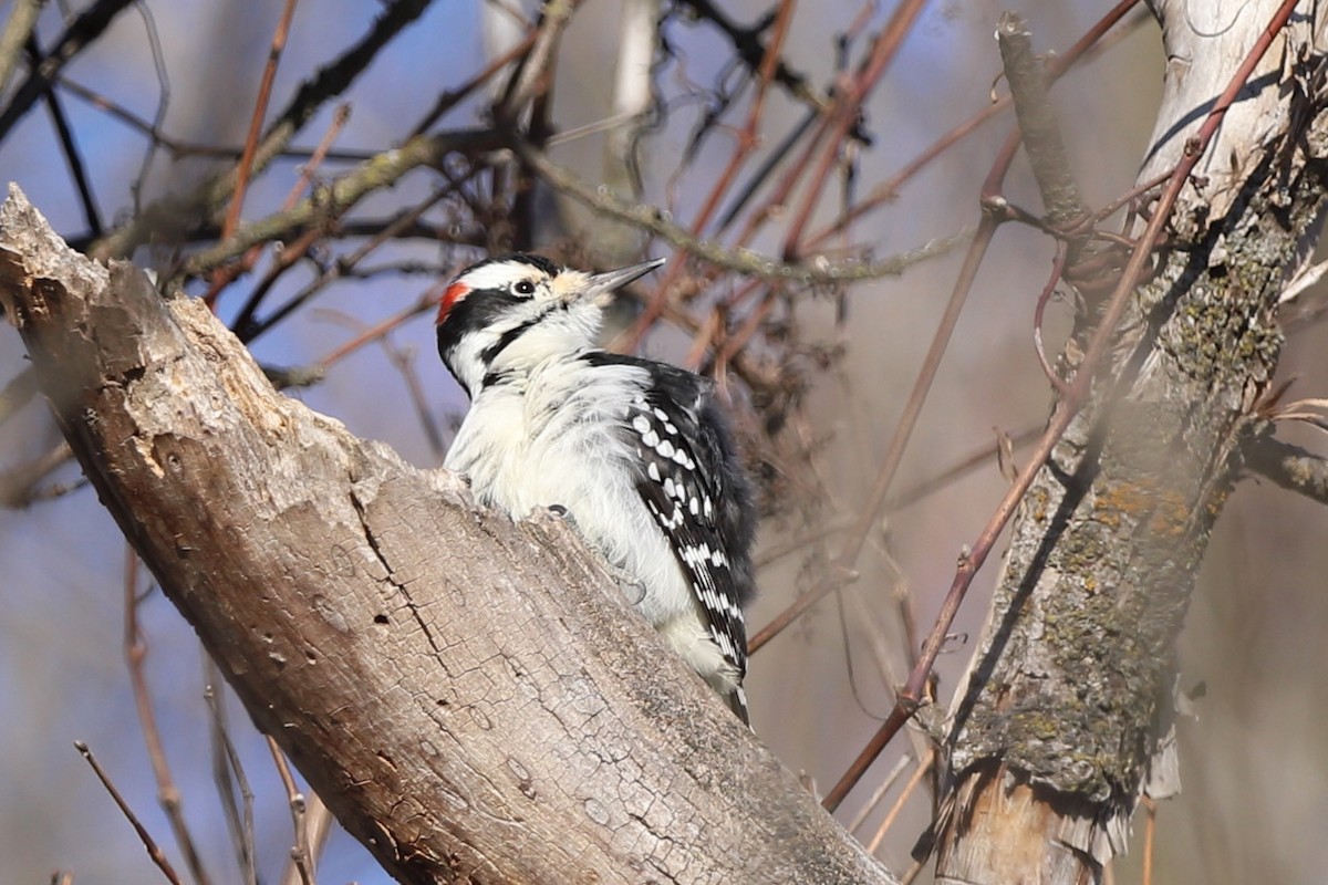 Downy Woodpecker - ML512909611