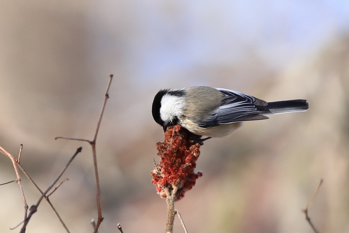 Black-capped Chickadee - ML512909721