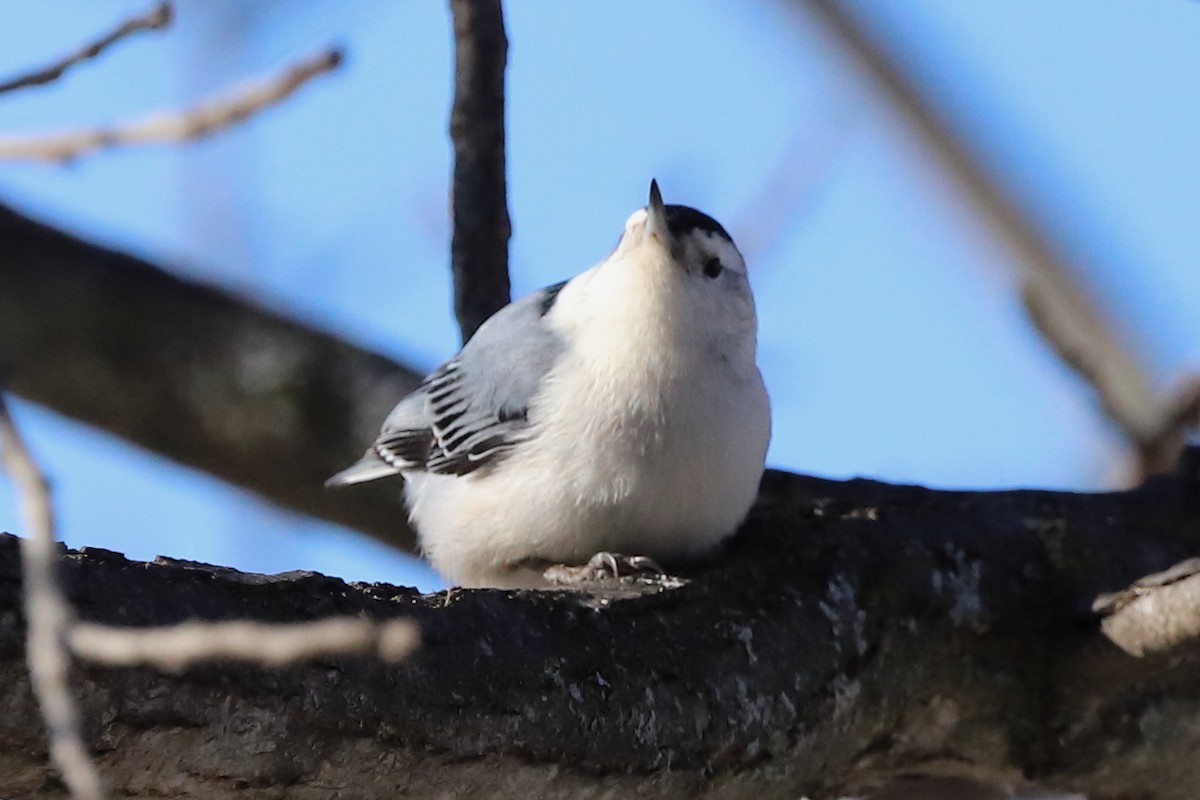 White-breasted Nuthatch - ML512909771
