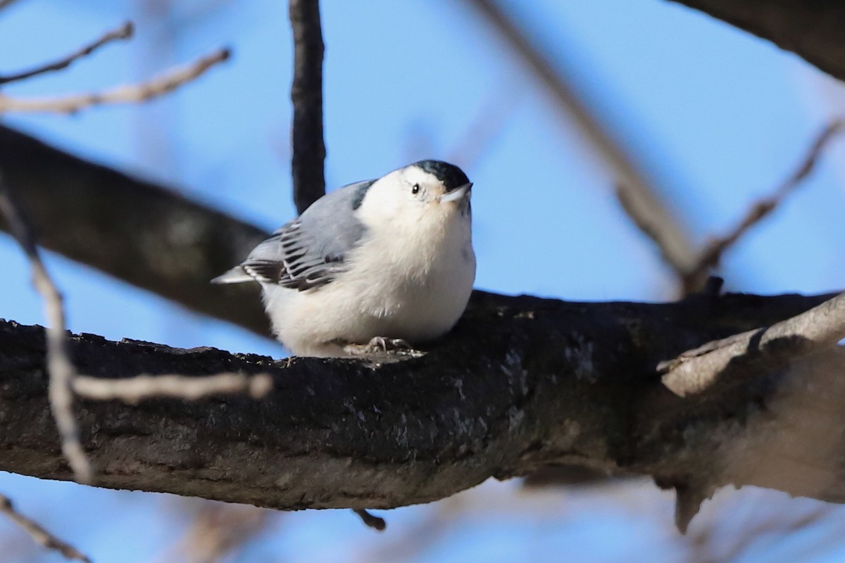 White-breasted Nuthatch - ML512909781