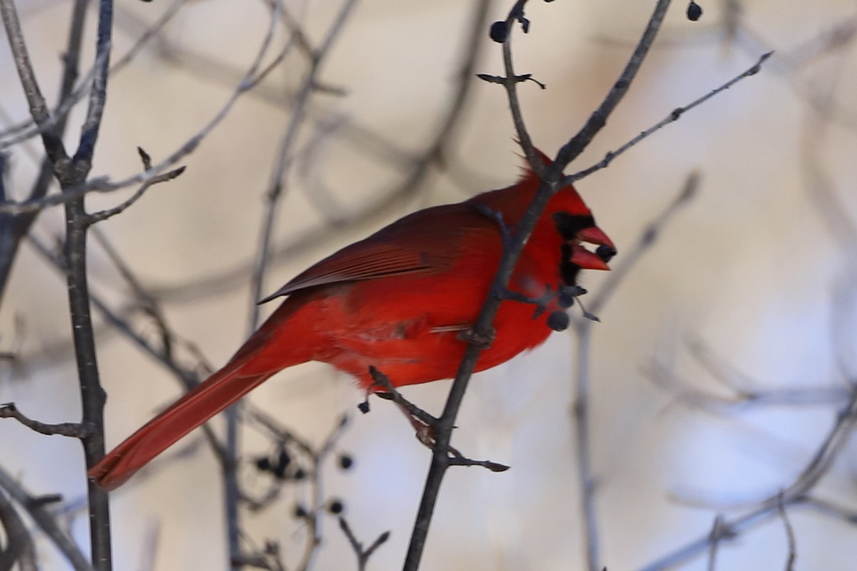 Northern Cardinal - ML512909801
