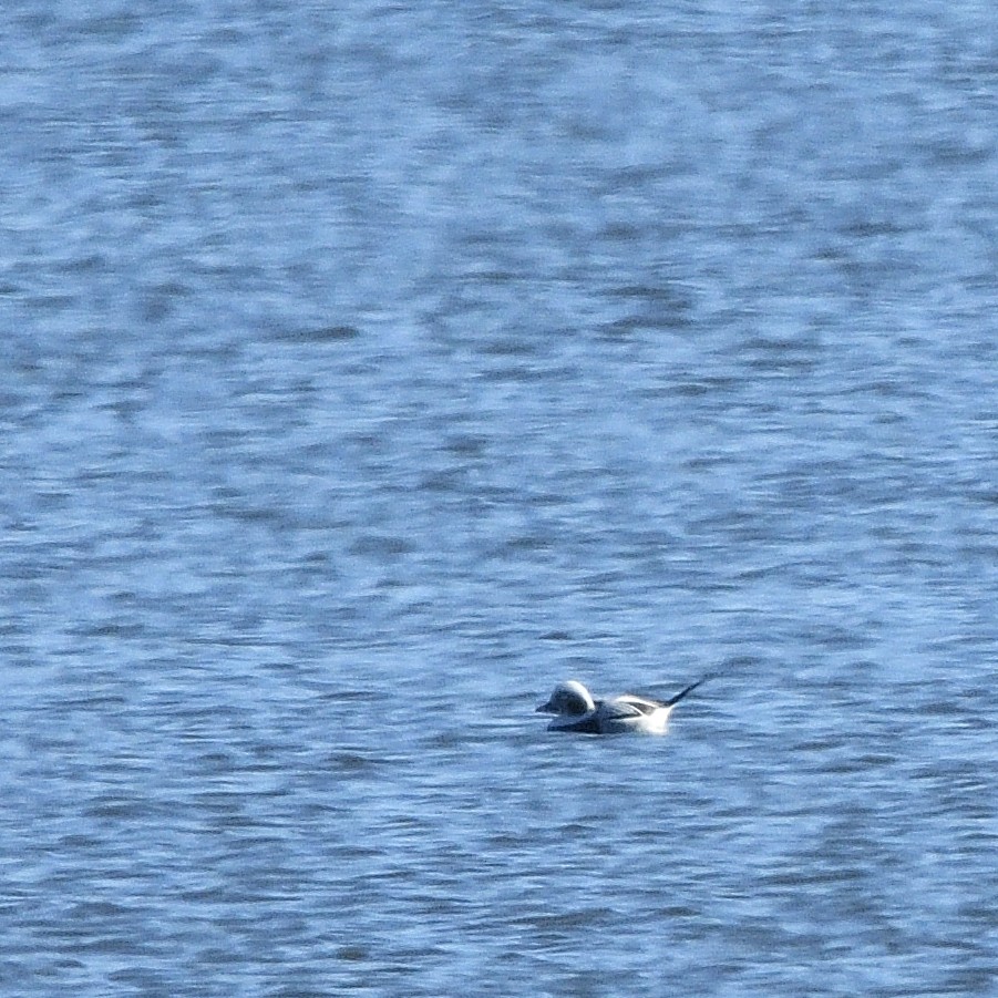 Long-tailed Duck - Jaime Thomas