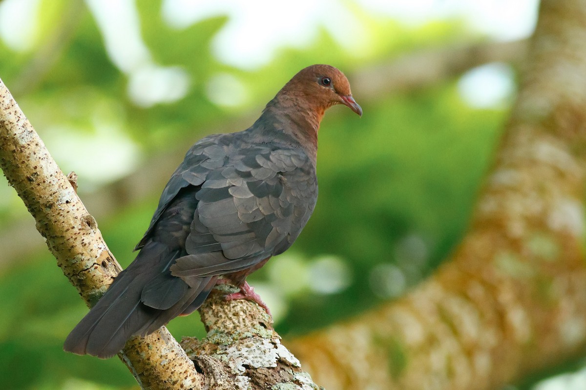 Philippine Cuckoo-Dove - ML512912721