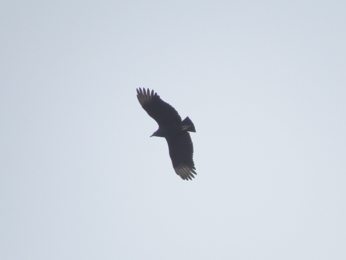 Black Vulture - ML512912911