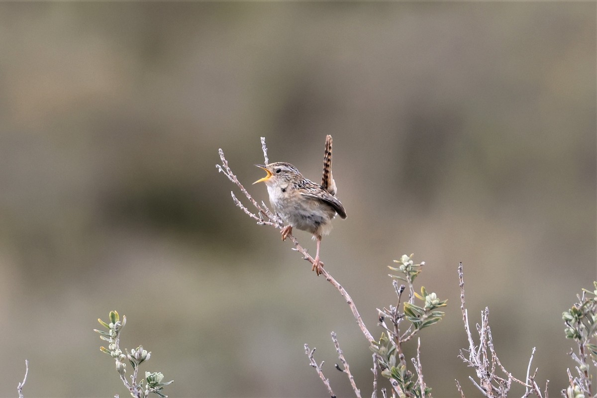 Grass Wren (Austral) - Michael Weaver