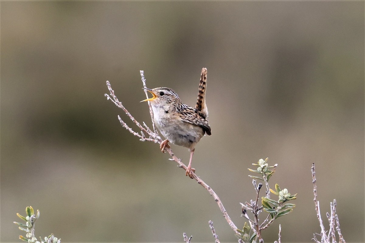 Cucarachero Sabanero (hornensis/falklandicus) - ML512913351