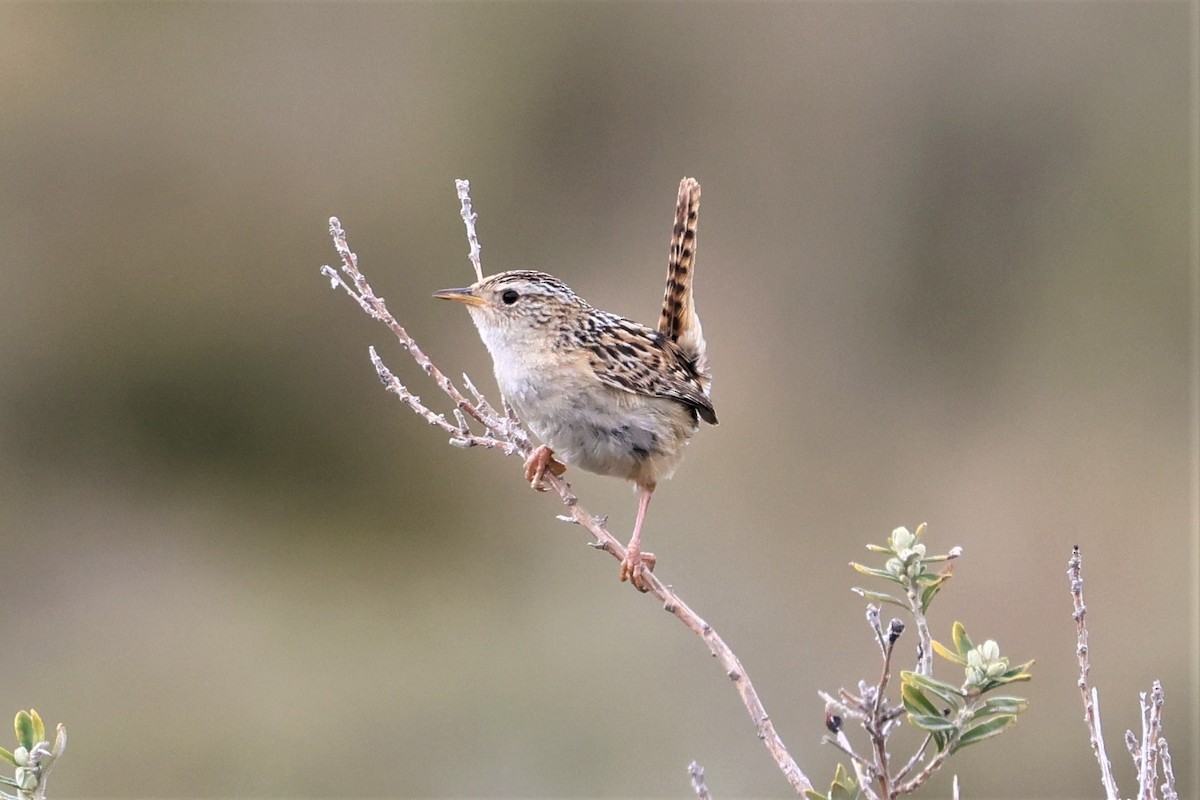 コバシヌマミソサザイ（hornensis／falklandicus） - ML512913361