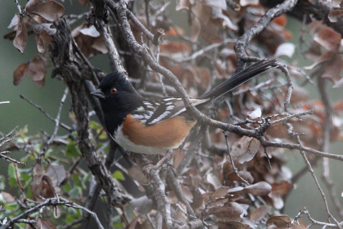 Spotted Towhee - ML512913441