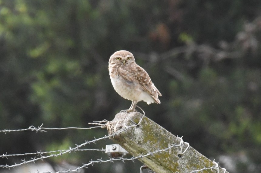 Burrowing Owl - Joshua  Smith