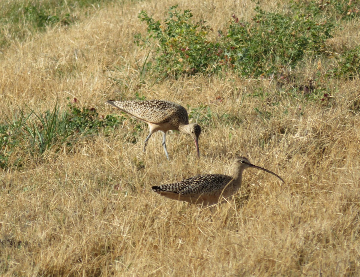 Long-billed Curlew - ML512914491