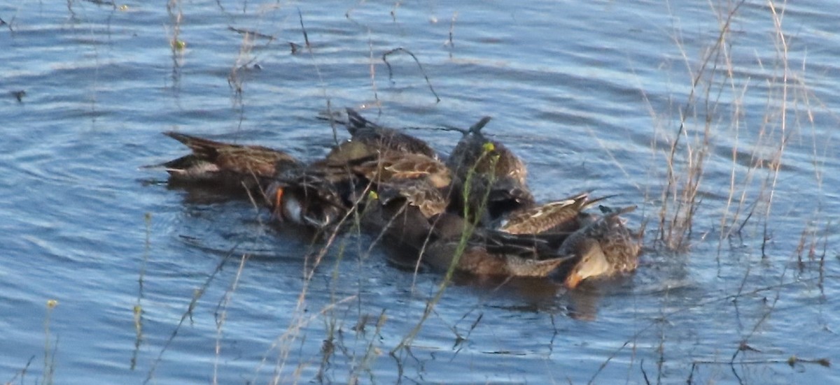 Northern Shoveler - ML512914761