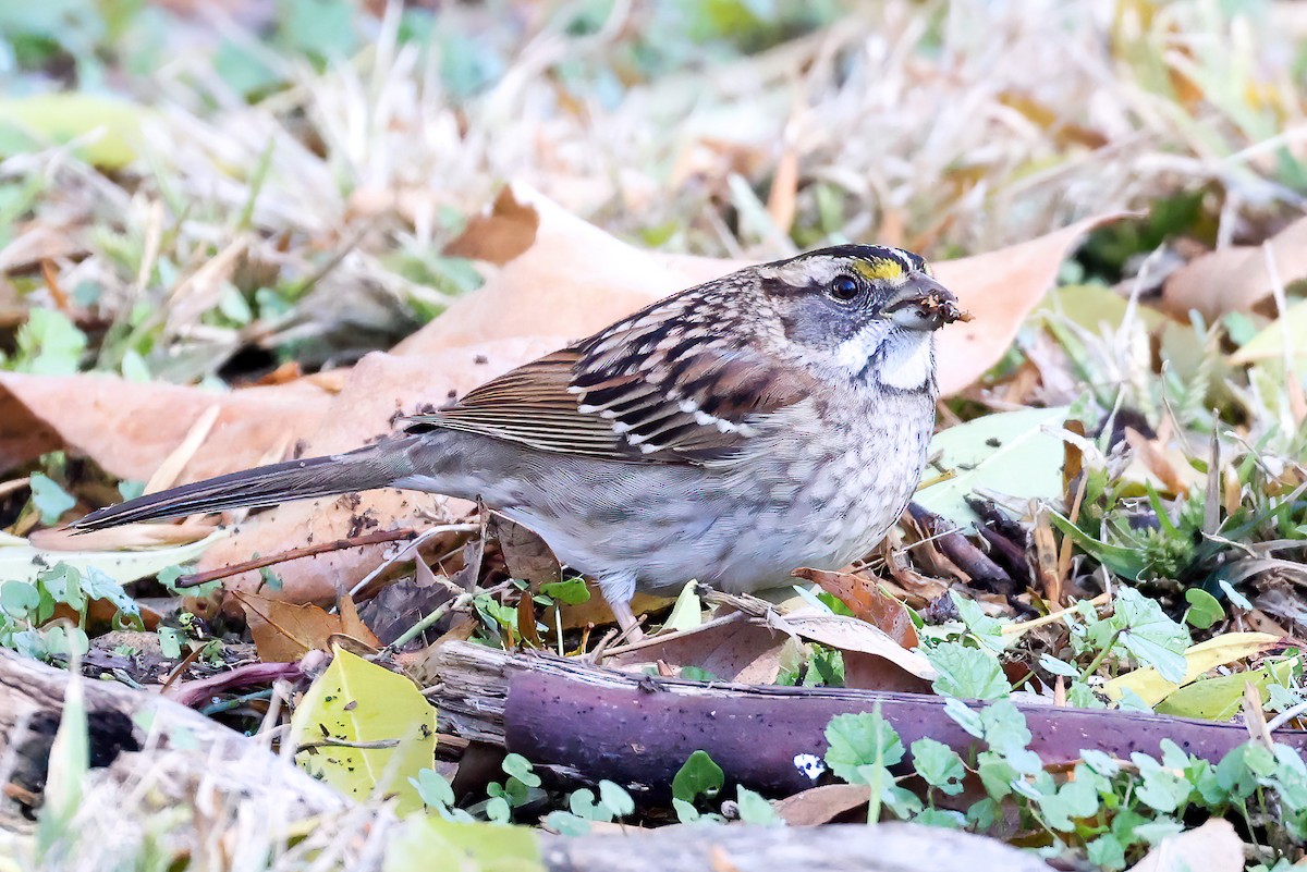 White-throated Sparrow - ML512915681