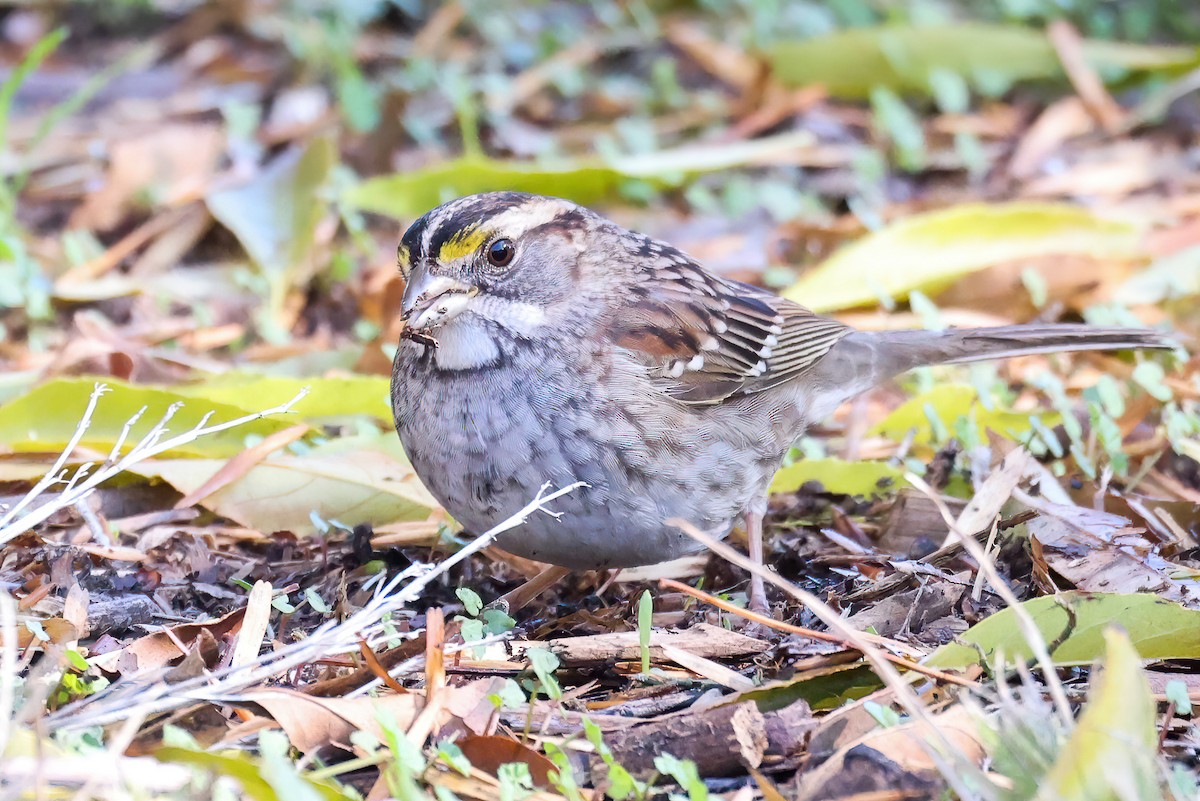 White-throated Sparrow - ML512915701