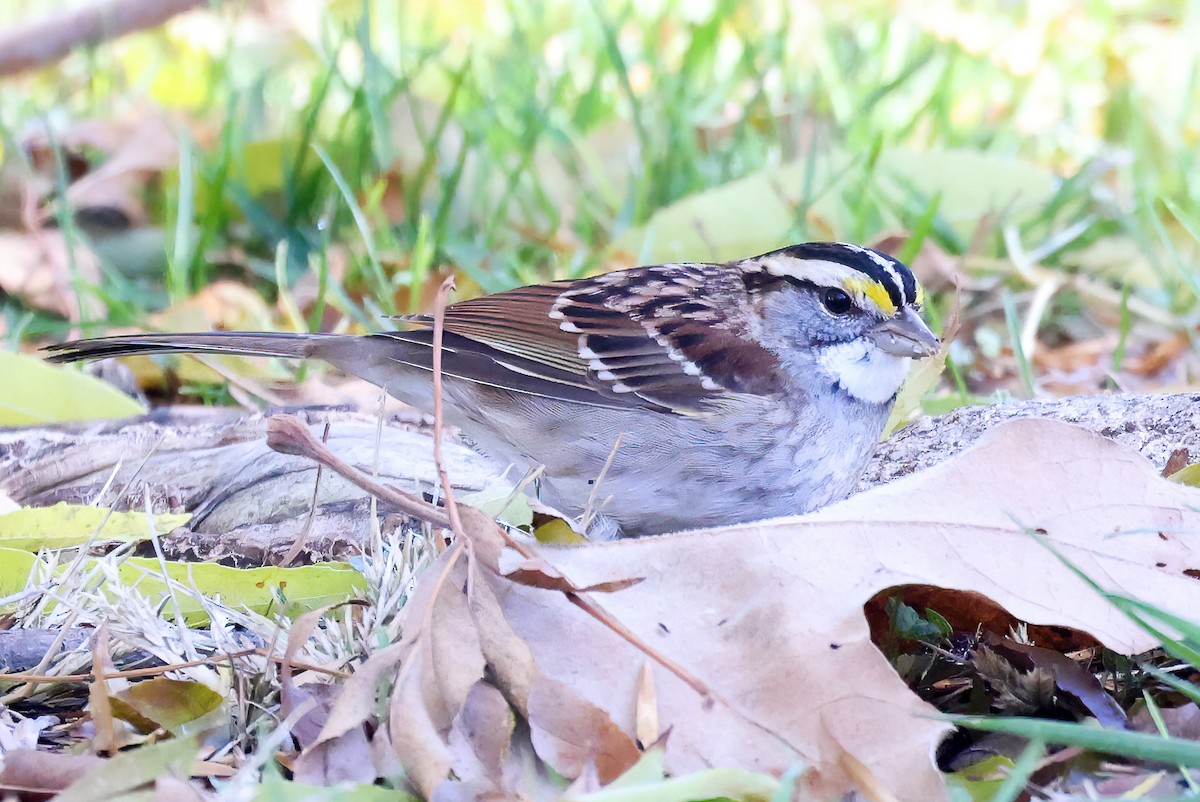 White-throated Sparrow - ML512915711