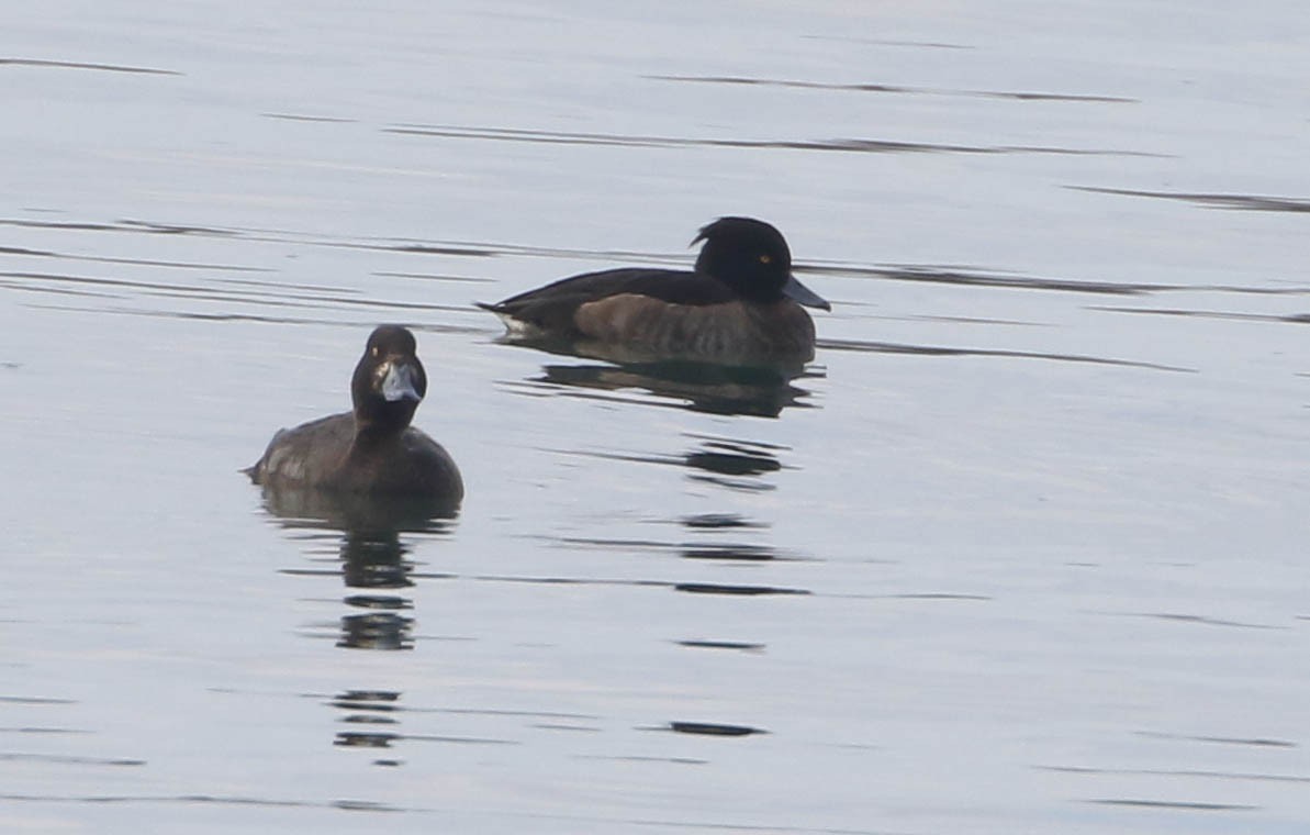 Tufted Duck - Roger Higbee