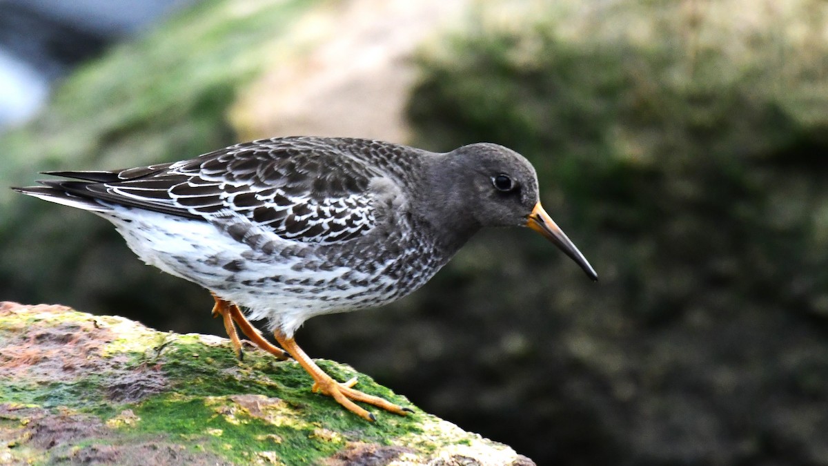 Purple Sandpiper - ML512916661